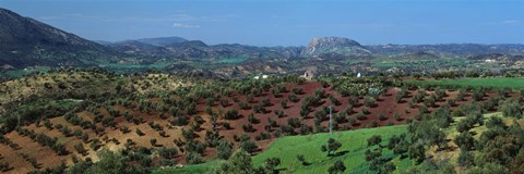 Framed Olive Groves Andalucia Spain Print