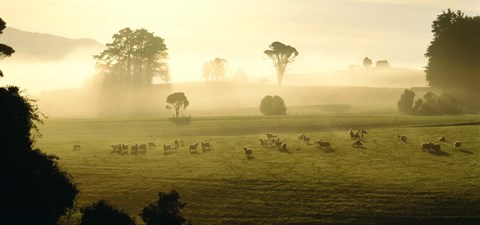 Framed Farmland &amp; Sheep Southland New Zealand Print