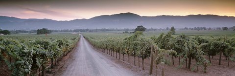 Framed Road in a vineyard, Napa Valley, California, USA Print