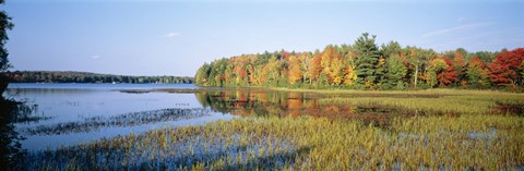 Framed Trees in a forest at the lakeside, Ontario, Canada Print