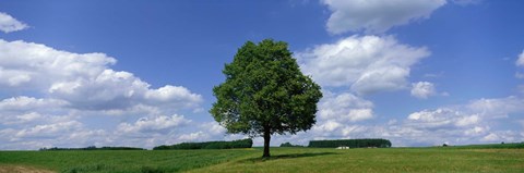 Framed Single Tree, Germany Print