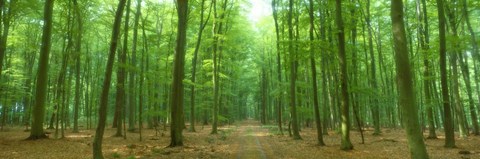 Framed Pathway Through Forest, Mastatten, Germany Print