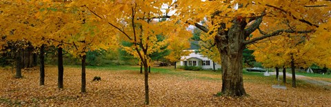 Framed Autumn, Muskoka, Canada Print