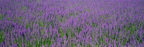 Framed Field Of Lavender, Hokkaido, Japan Print