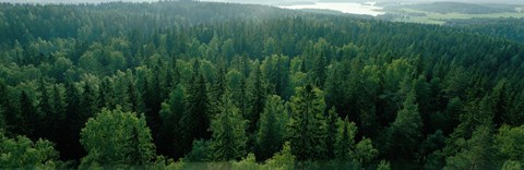 Framed Finland, Aulanko, Scandinavian Forest Print