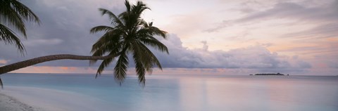 Palm tree, Indian Ocean Maldives by Panoramic Images