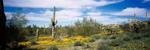 Framed Poppies and cactus on a landscape, Organ Pipe Cactus National Monument, Arizona, USA Print