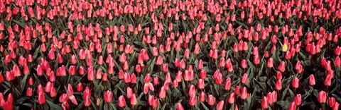 Framed Tulips, Noordbeemster, Netherlands Print