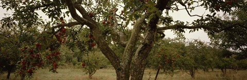 Framed Apple trees in an orchard, Sebastopol, Sonoma County, California, USA Print