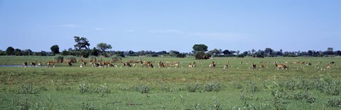 Framed Red Lechwee Moremi Game Reserve Botswana Africa Print