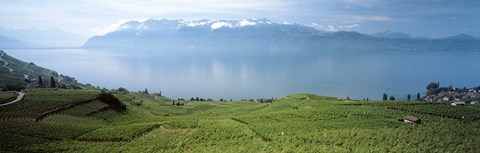 Framed Vineyard at the lakeside, Lake Geneva, Switzerland Print
