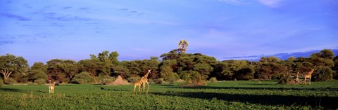 Framed Giraffes in a field, Moremi Wildlife Reserve, Botswana, South Africa Print