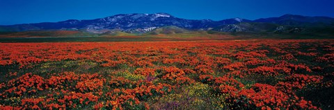 Framed Field, Poppy Flowers, Antelope Valley, California, USA Print