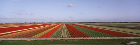 Framed High Angle View Of Cultivated Flowers On A Field, Holland Print
