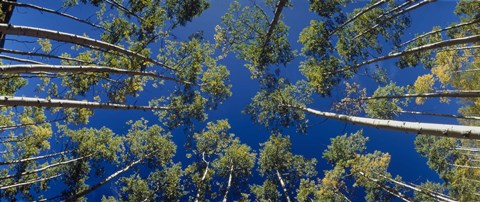 Framed White Aspen Trees CO USA Print