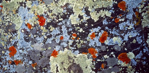 Framed Lichens on Rock CO USA Print