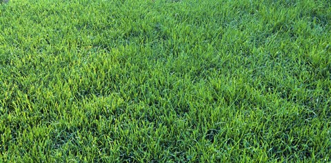 Framed Grass Sacramento CA USA Print