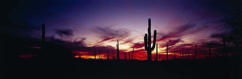 Framed Silhouette of Saguaro cactus (Carnegiea gigantea), Saguaro National Monument, Arizona, USA Print