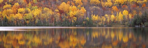 Framed Fall Trees in Laurentide, Quebec, Canada Print