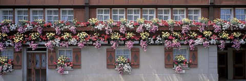 Framed Windows with Colorful Flower Boxes, Appenzell Switzerland Print