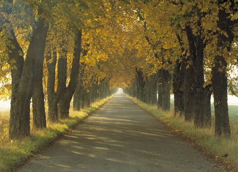 Framed Road w/Autumn Trees Sweden Print