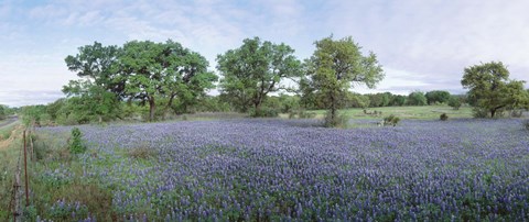 Framed Field of Bluebonnet flowers, Texas, USA Print