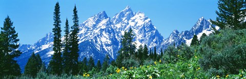 Framed Snow covered peaks, Grand Teton National Park WY Print