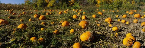 Framed Field of ripe pumpkins, Kent County, Michigan, USA Print