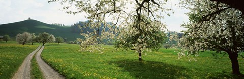 Framed Dirt Road Through Meadow Of Dandelions, Zug, Switzerland Print