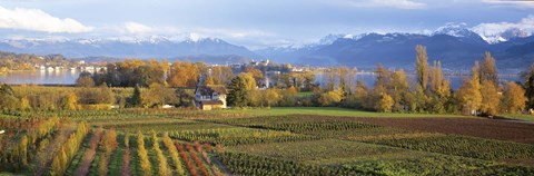 Framed Farm, Rapperswil, Zurich, Switzerland Print