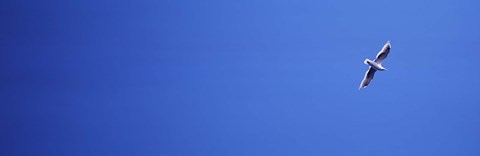 Framed USA, Washington, San Juan Islands, Seagull Print