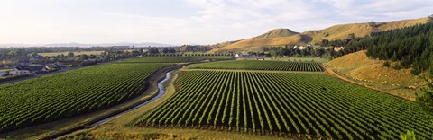 Framed Mission Vineyard, Hawkes Bay North Island, New Zealand Print