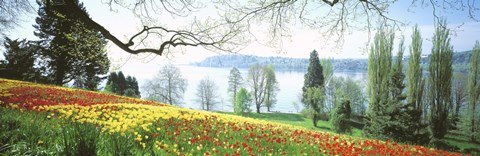 Framed Lake Constance, Insel Mainau, Germany Print