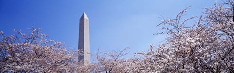 Framed Washington Monument behind cherry blossom trees, Washington DC, USA Print