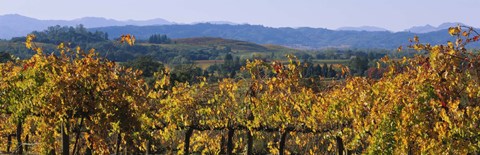 Framed High Angle View Of A Field, Alexander Valley, Napa, California, USA Print