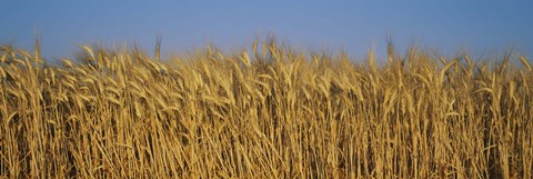Framed Field Of Wheat, France Print