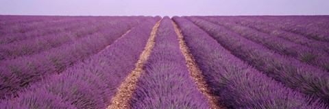 Framed France, View of rows of blossoms in a field Print