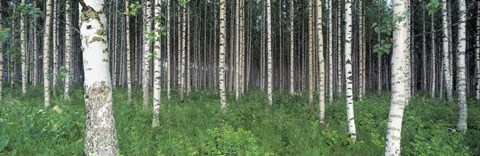 Framed Birch Forest, Punkaharju, Finland Print