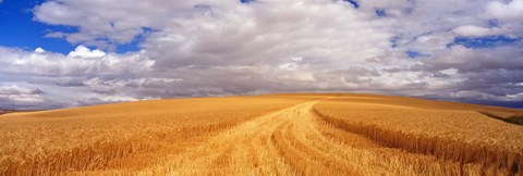 Framed Wheat Field, Washington State, USA Print