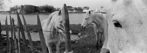 Framed Horses, Camargue, France Print