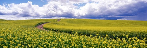 Framed Road, Canola Field, Washington State, USA Print