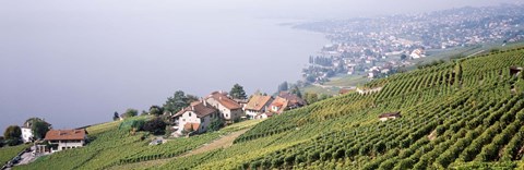 Framed Vineyards, Lausanne, Lake Geneva, Switzerland Print