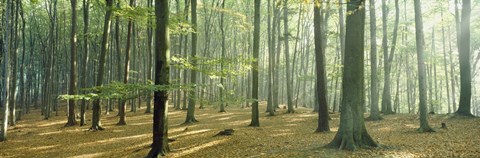 Framed Woodlands near Annweiler Germany Print