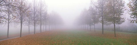 Framed Trees in Fog Schleissheim Germany Print