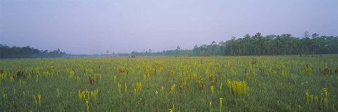 Framed Yellow Trumpet Pitcher Plants In A Field, Apalachicola National Forest, Florida, USA Print