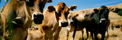 Framed Close Up Of Cows, California, USA Print