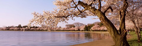 Framed Cherry blossom tree along a lake, Potomac Park, Washington DC, USA Print