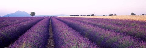 Framed Lavender Field, Plateau De Valensole, France Print
