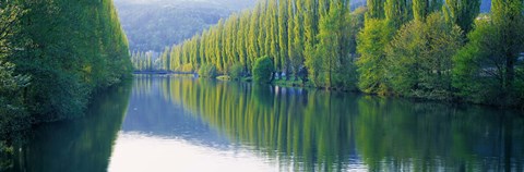 Framed Poplar Trees On River Aare, Near Canton Aargau, Switzerland Print