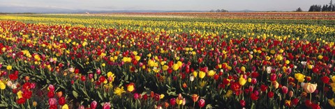 Framed Tulip Field, Willamette Valley, Oregon, USA Print
